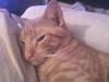 CHESTER_MY_GINGER_CAT