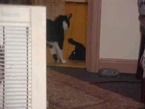 <img0*375:stuff/DAMN_IT%21%21%21_YOU_ATE_ALL_THE_TUNA%21%21%21%21%21%21%21%21%21%21%21%21%21%21.jpg>