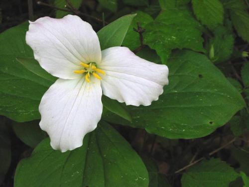 <img0*375:stuff/Image_12826.jpg>