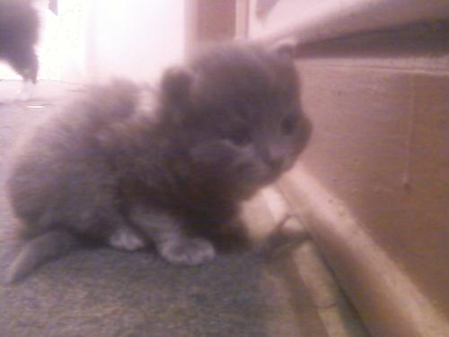 <img500*375:stuff/MAX%21%21.jpg>