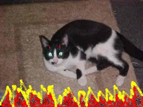 <img0*375:stuff/MY_CATS_TRUE_VISAGE%21%21%21_BEWARE_OF_HER%21%21%21%21%21%21.jpg>