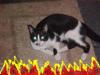 MY_CATS_TRUE_VISAGE!!!_BEWARE_OF_HER!!!!!!