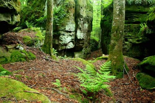 <img500*333:stuff/Mossy_Rocks.jpg>