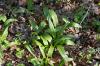 Ramps
