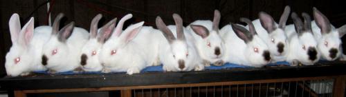<img500*141:stuff/THE_ARMY_OF_MYSTIK_WARRIORS_WABBITS%21%21.jpg>