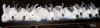 THE_ARMY_OF_MYSTIK_WARRIORS_WABBITS!!DF