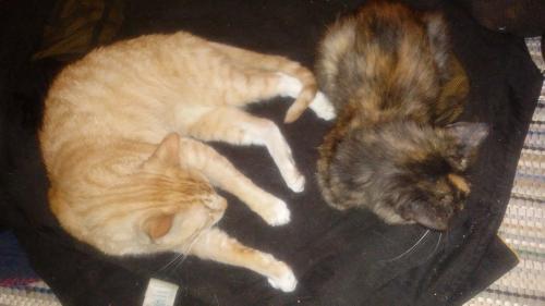 <img500*281:stuff/THE_MYSTIK_CATS_AT_REST.jpg>
