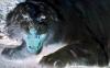 TIGER!_TIGER!_IN_THE_NIGHT