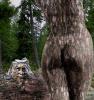 Wood_spirtits