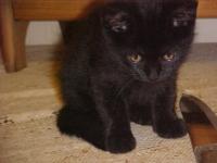 <img200*0:stuff/aj/9841/1305482139.jpg>