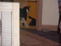<img200*0:stuff/aj/9841/1305483324.jpg>