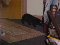 <img200*0:stuff/aj/9841/1305624594.jpg>