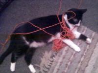 <img200*0:stuff/aj/9841/1418788794.jpg>