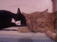 <img200*0:stuff/aj/9841/1418788849.jpg>