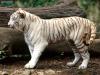 beautiful_cat