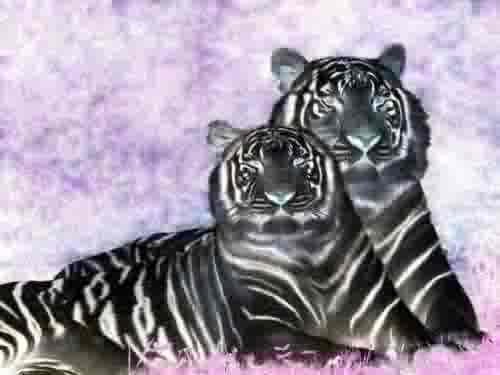 <img0*375:stuff/lifemates.jpg>