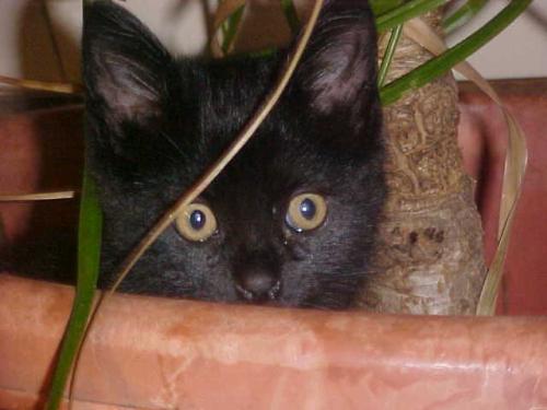 <img500*375:stuff/peek-a-boo.jpg>