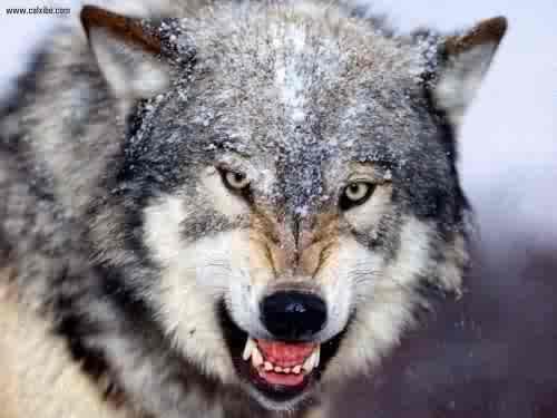 <img0*375:stuff/xer3467.jpg>