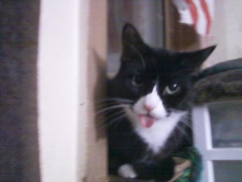 <img500*375:stuff/yes_walice_111%2c_we_know_you_are_icedragonking.jpg>