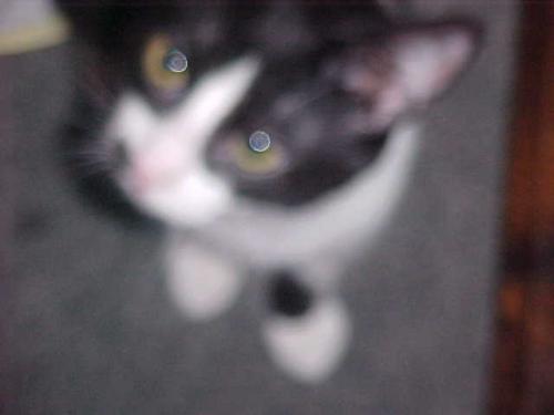 <img500*0:stuff/z/9841/my%2520lil%2520pussies%2521%2521%2521/i1305481762_1.jpg>